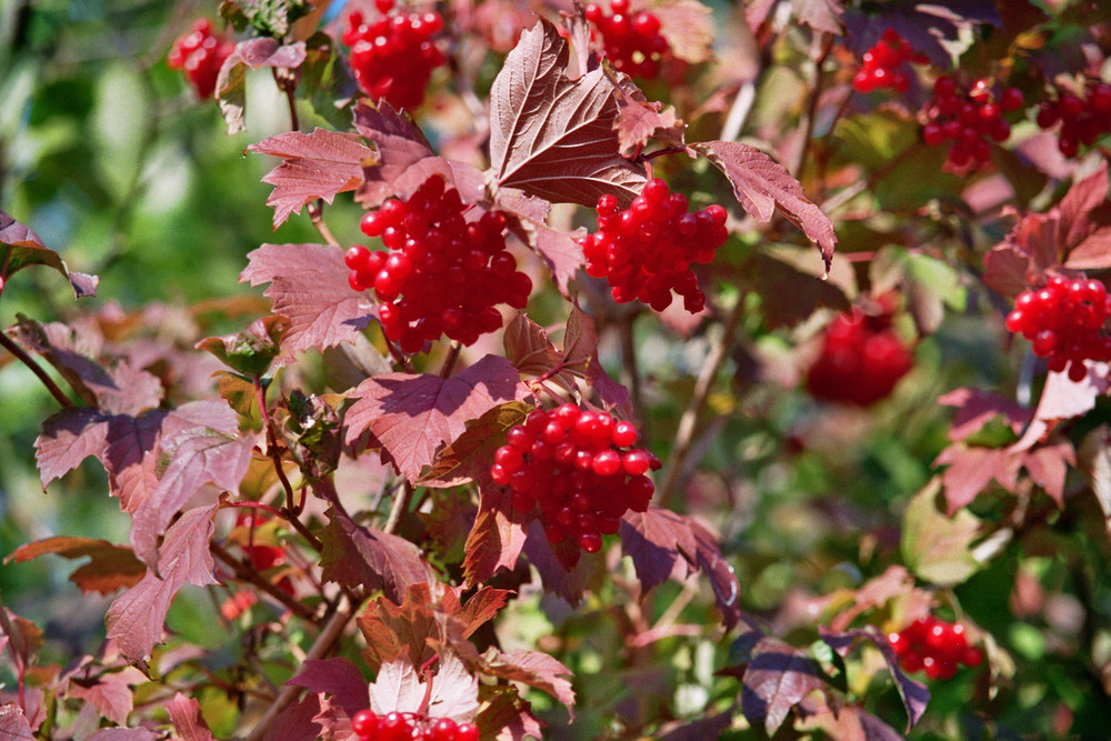 Rote Beeren