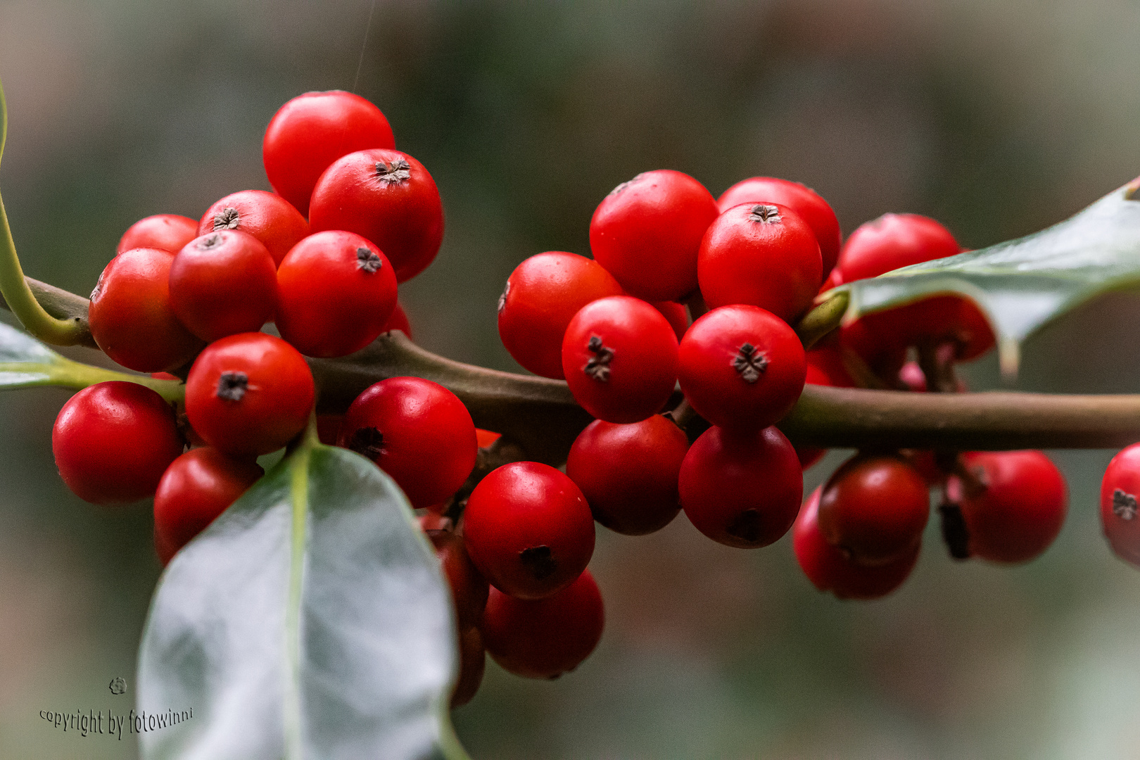 rote Beeren