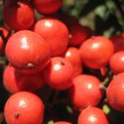 Rote Beeren