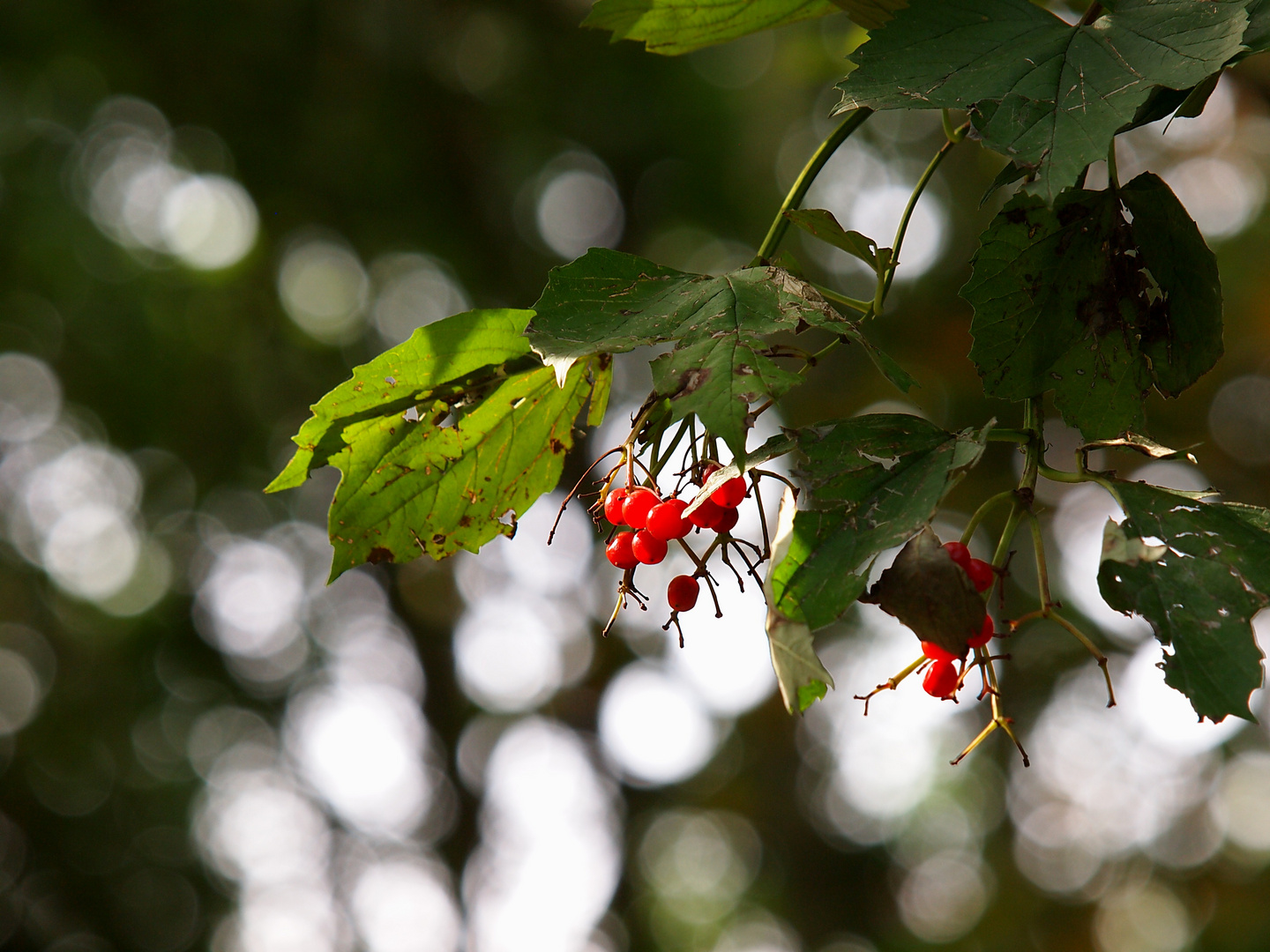 Rote Beeren