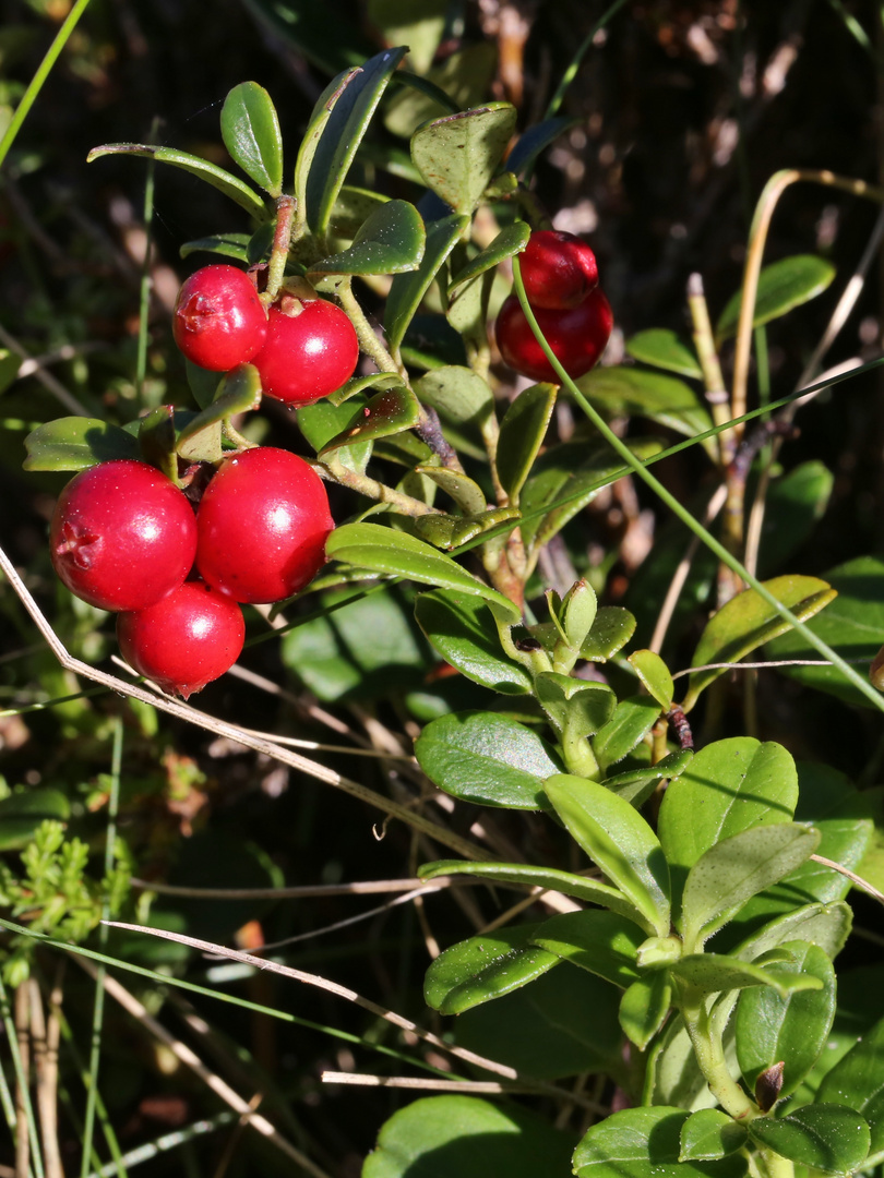 Rote Beeren (2016_08_24_EOS 6D_7914_ji)