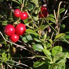 Rote Beeren (2016_08_24_EOS 6D_7914_ji)