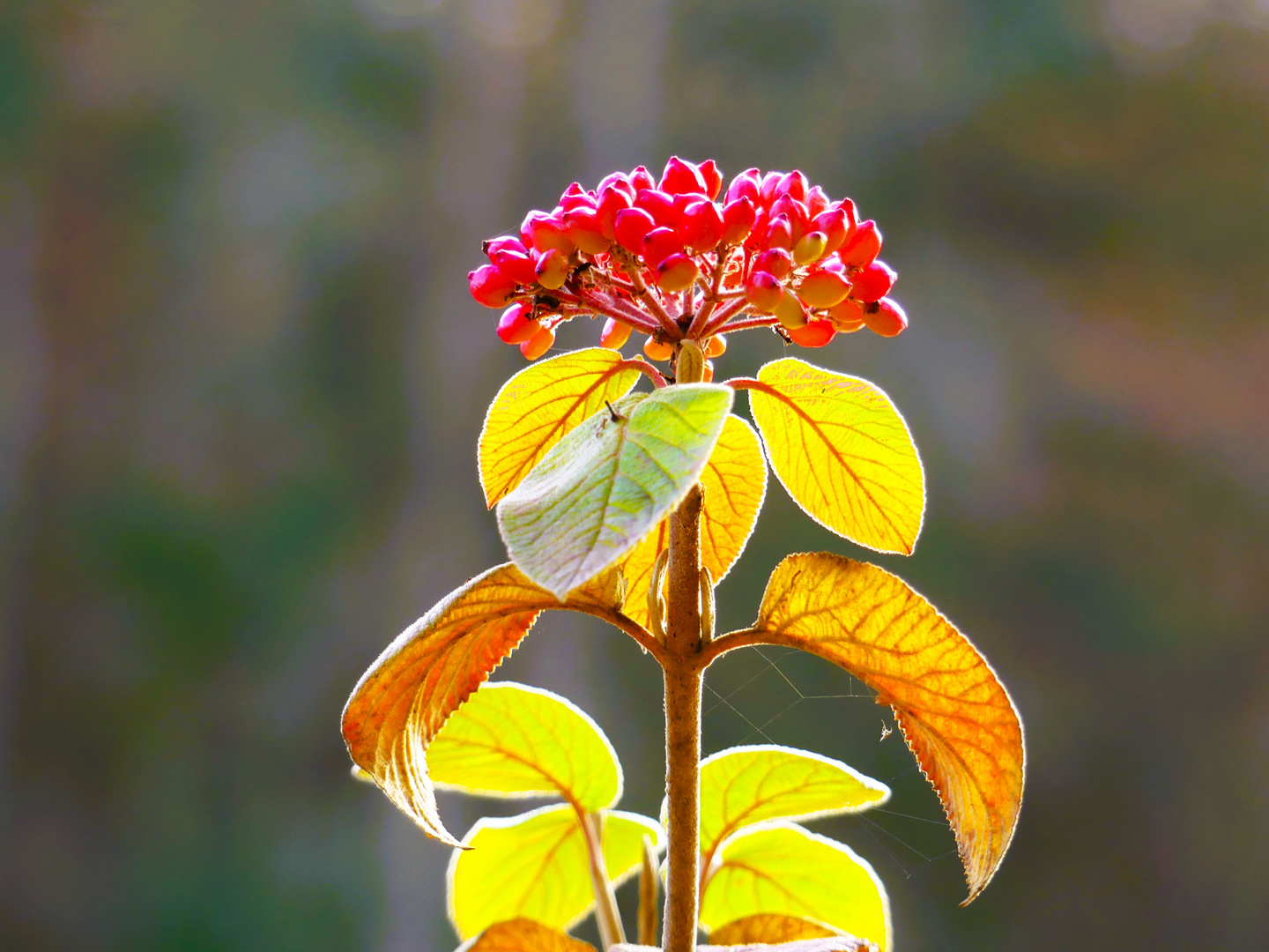 rote Beeren