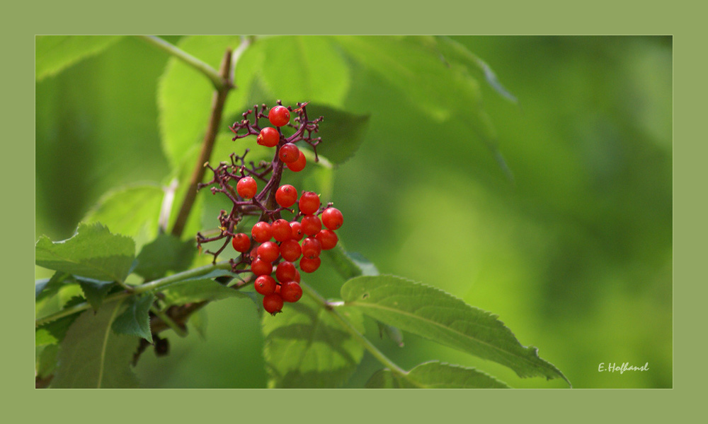 rote Beeren