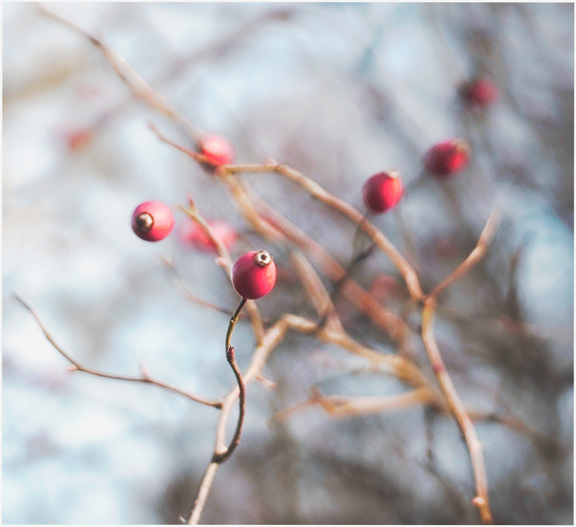 Rote Beeren