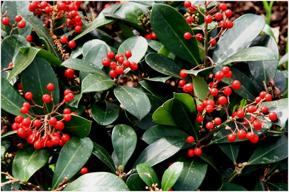 Rote Beeren Foto & Bild pflanzen, pilze & flechten, früchte und