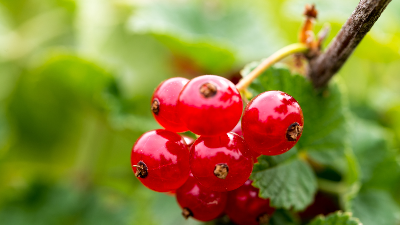 Rote Beeren