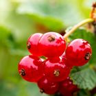 Rote Beeren