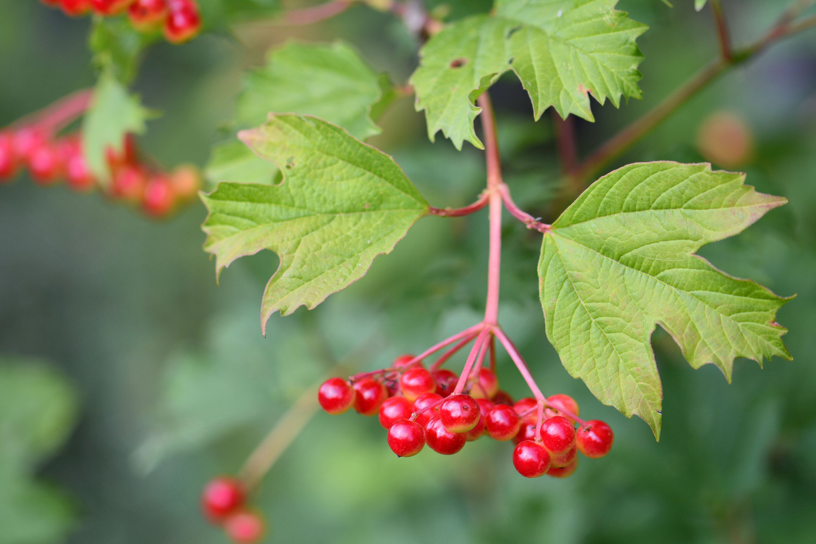 rote Beeren