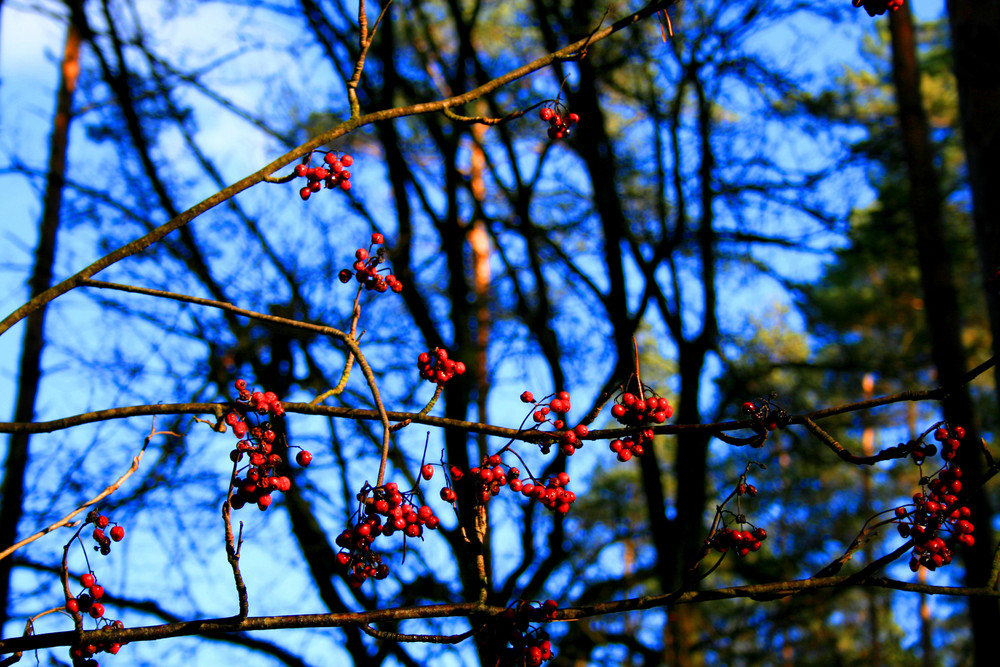 Rote Beeren