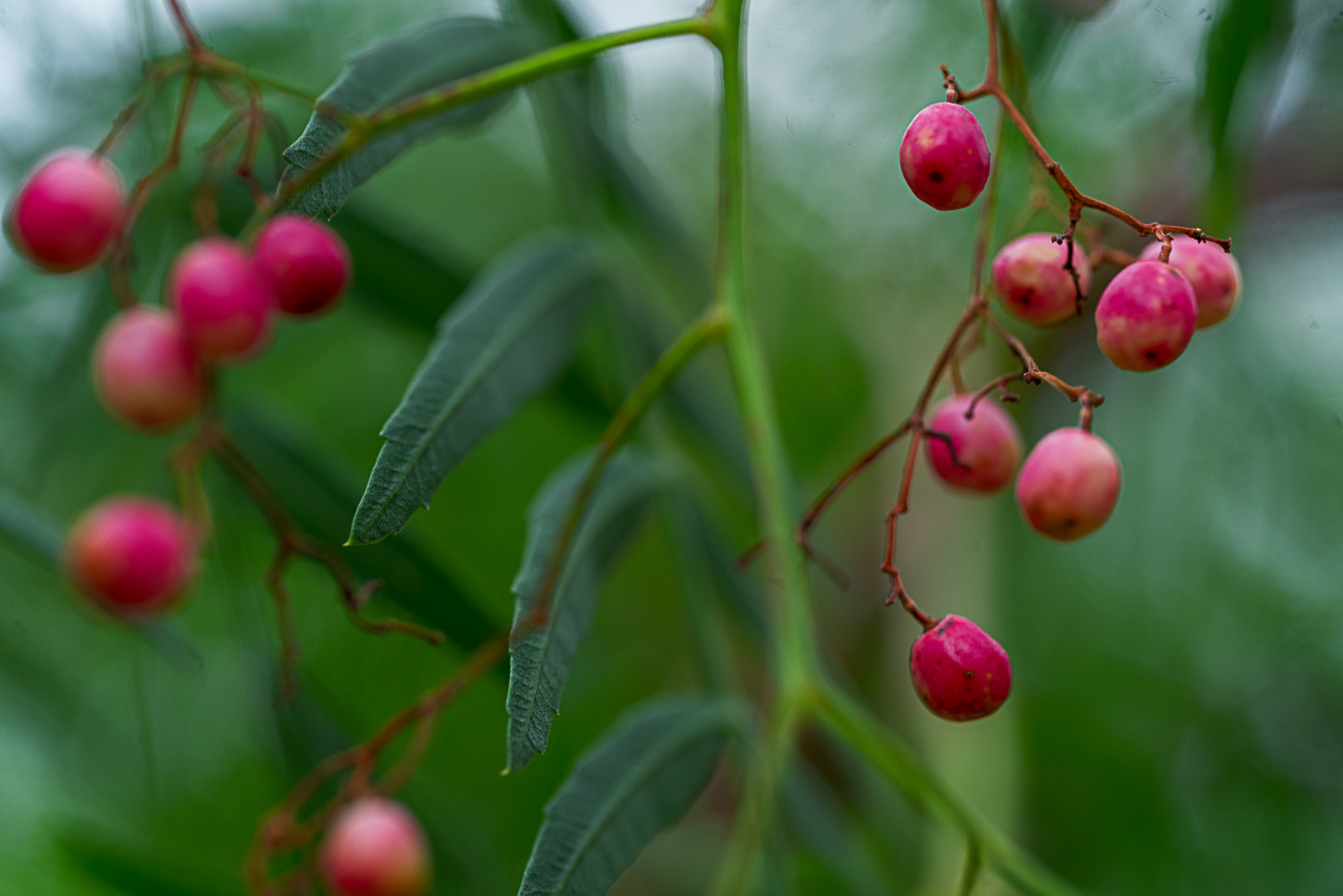 Rote Beeren Foto & Bild pflanzen, pilze & flechten, naturmakros