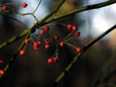 Rote Beeren