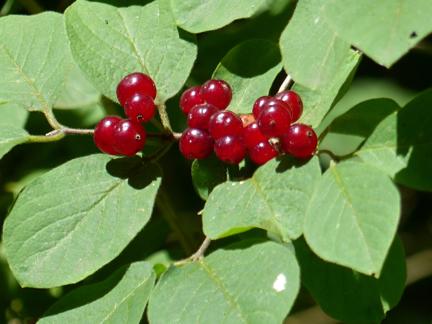 rote Beeren