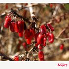 Rote Beeren