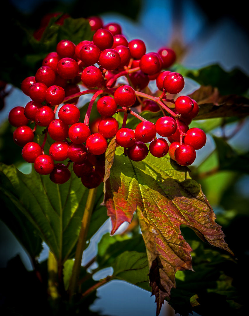 "Rote Beeren"