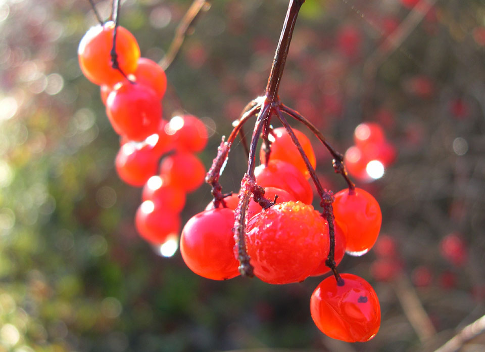 Rote Beeren Foto & Bild | pflanzen, pilze & flechten, sträucher ...