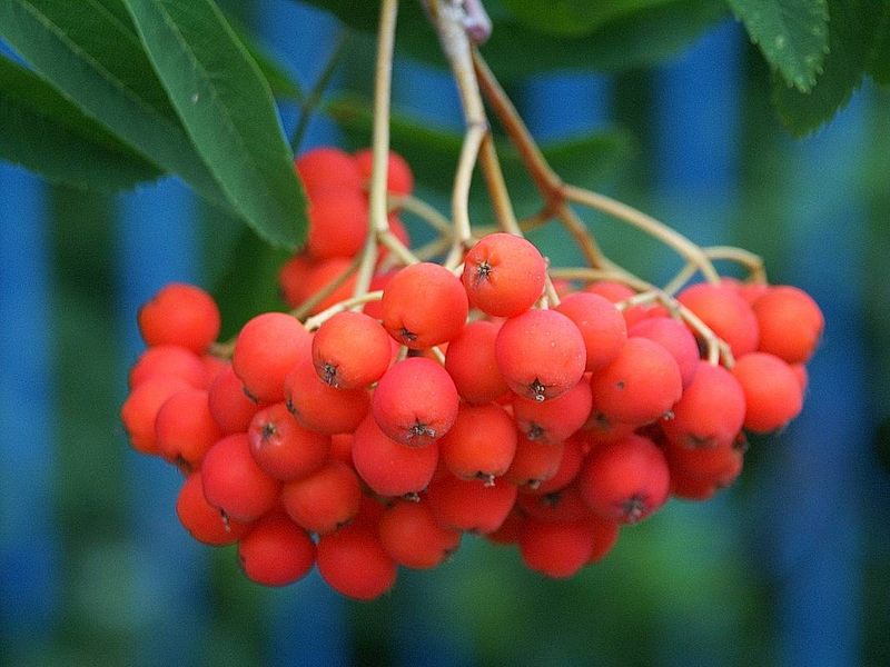 rote Beeren Foto &amp; Bild | nah- &amp; makro, techniken, aufnahme-techniken ...