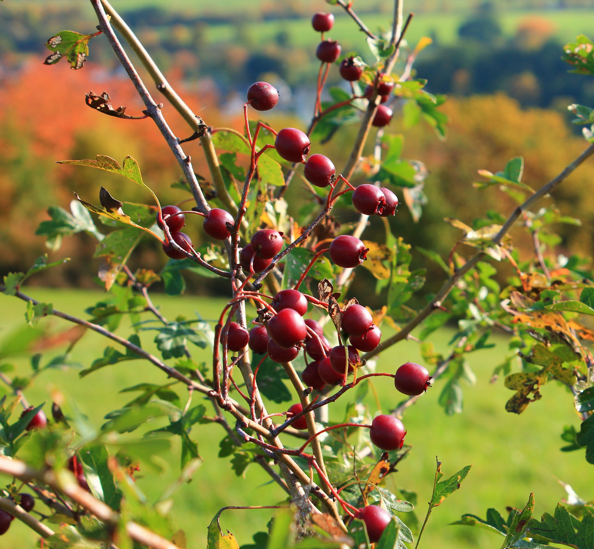 Rote Beeren