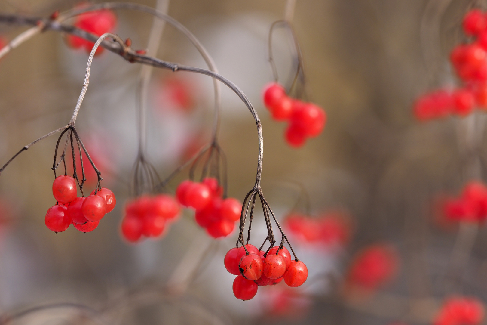 ROTE BEEREN Foto &amp; Bild | blumen, motive, natur Bilder auf fotocommunity