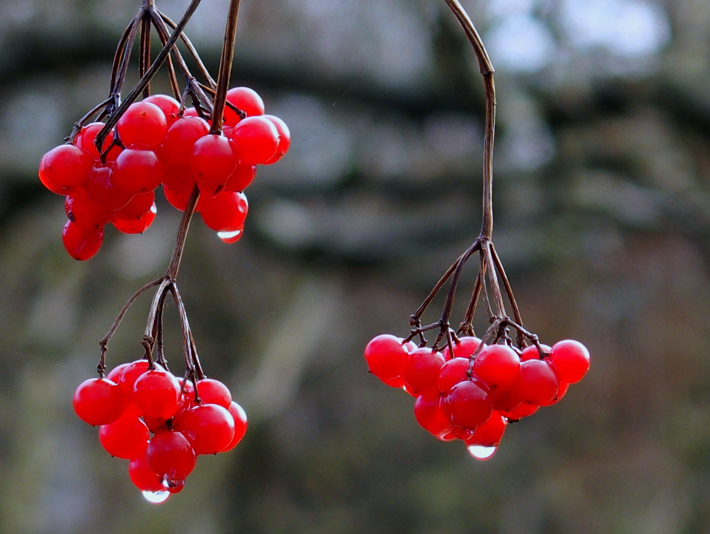 Rote Beeren Foto &amp; Bild | pflanzen, pilze &amp; flechten, jahreszeiten ...