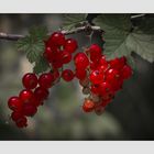 Rote Beeren