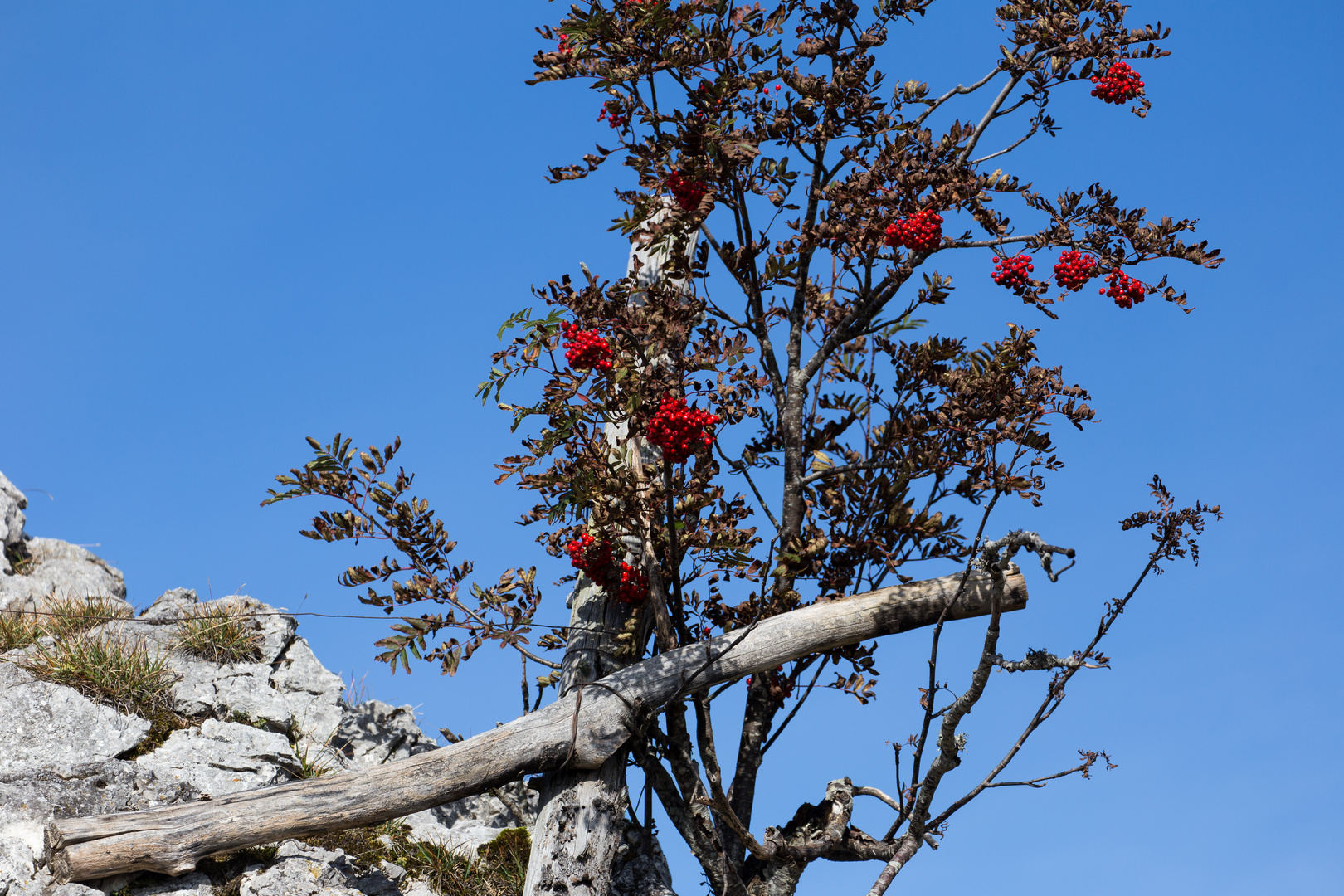 Rote Beeren