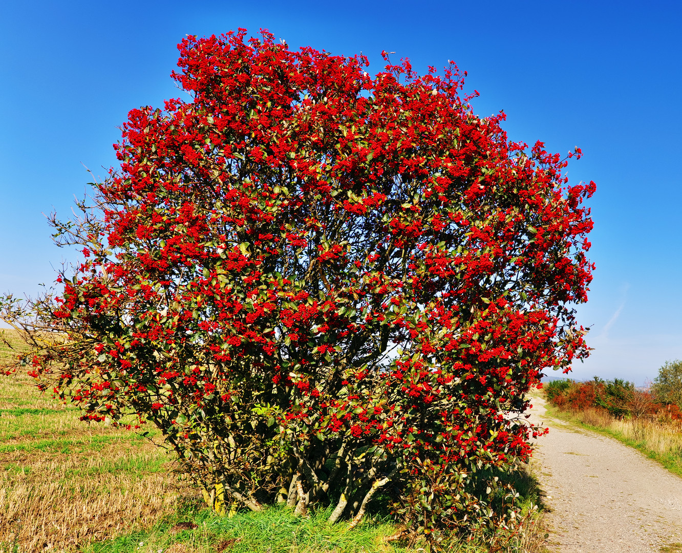 Rote Beeren