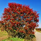 Rote Beeren