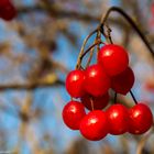 Rote Beeren