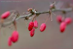 rote Beeren