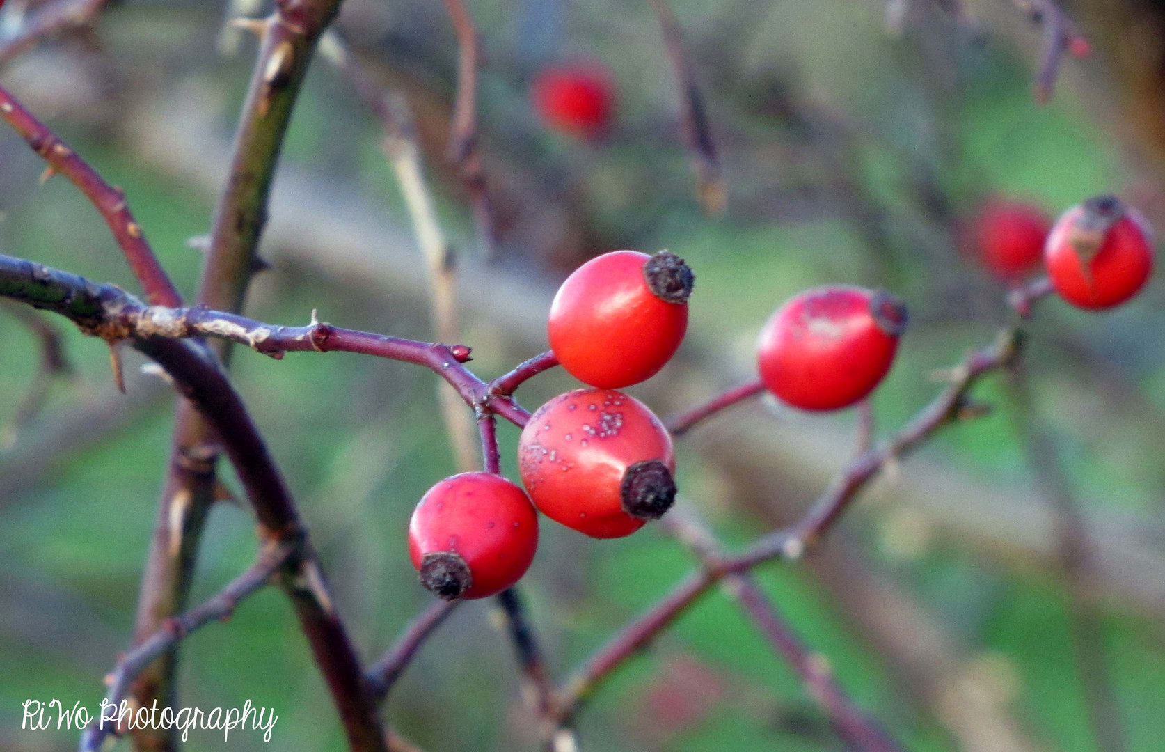 Rote Beeren