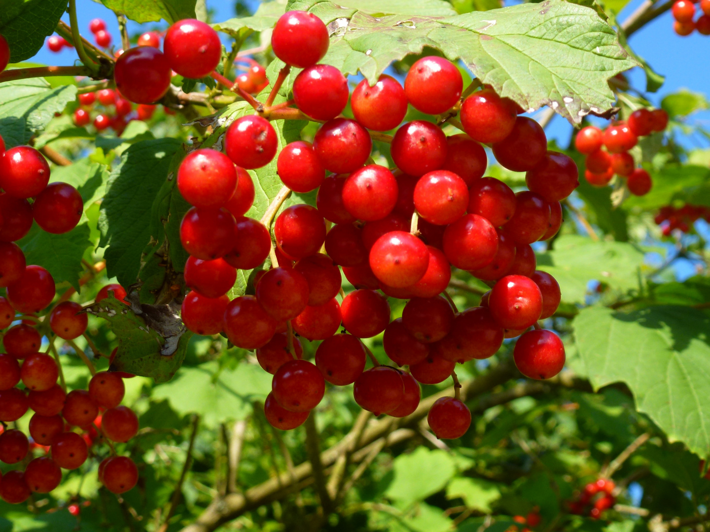 Rote Beeren Foto &amp; Bild | pflanzen, pilze &amp; flechten, früchte und ...