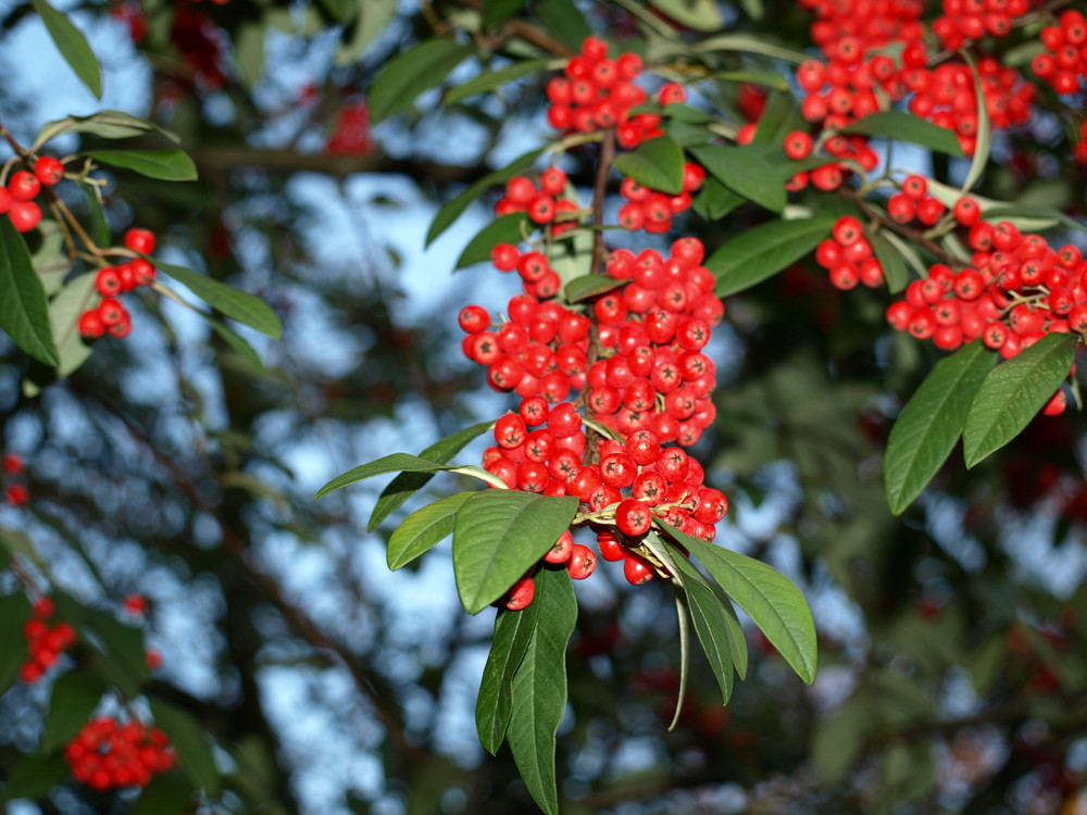 Rote Beeren