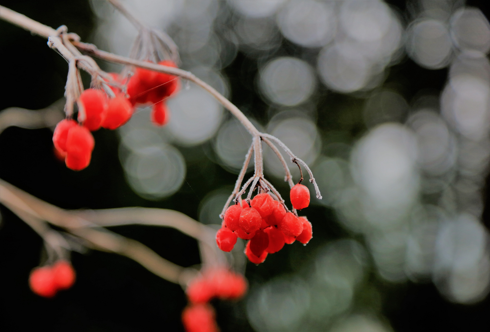 rote Beeren.....