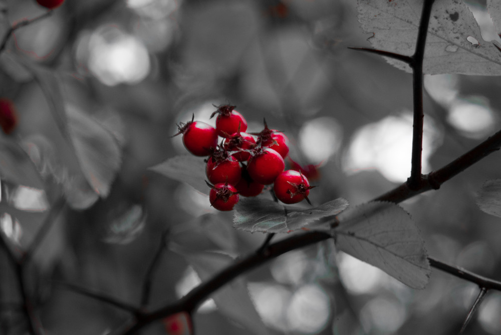 Rote Beeren