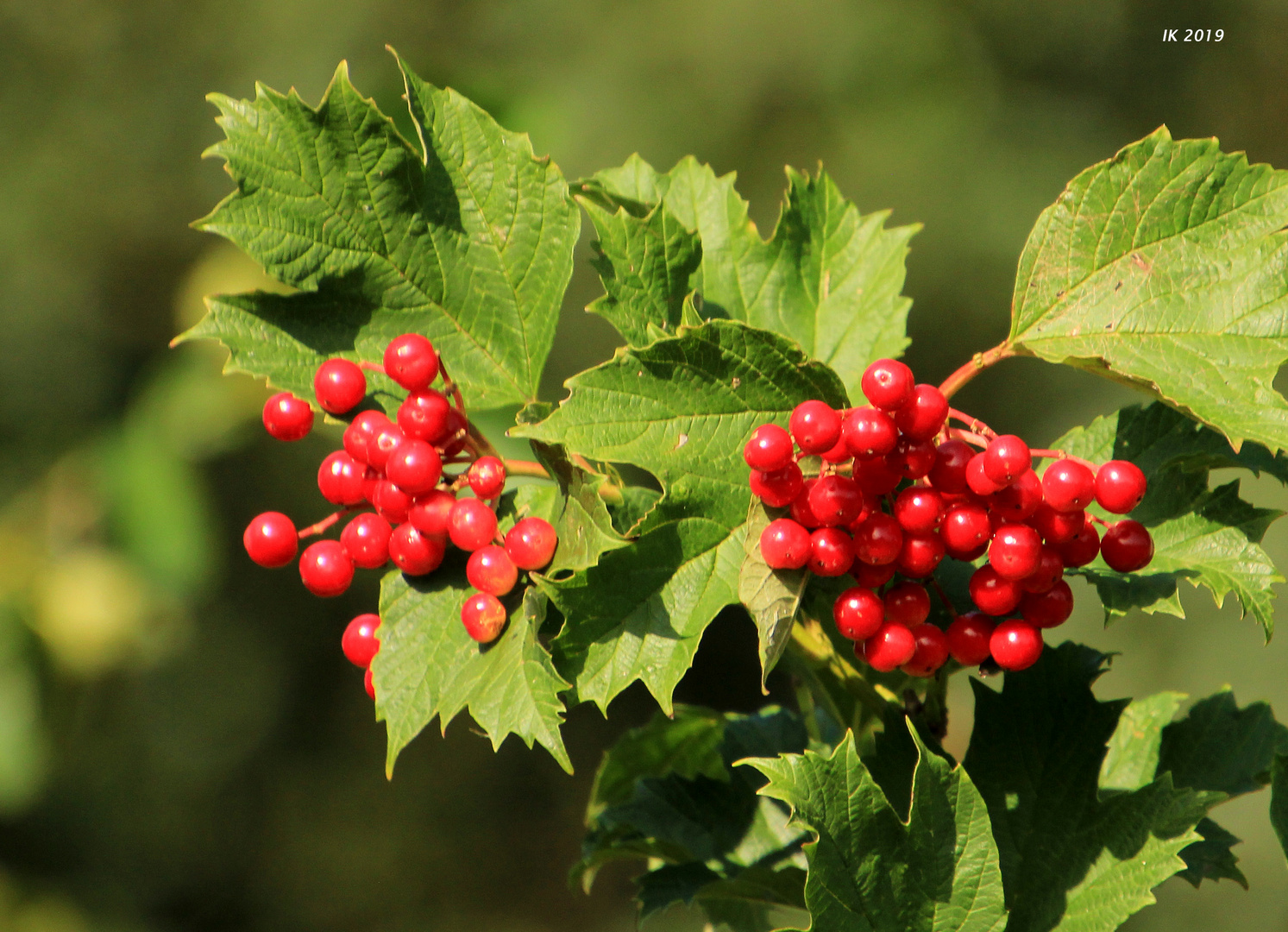 Rote Beeren... Foto & Bild pflanzen, pilze & flechten, sträucher