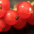 rote Beeren