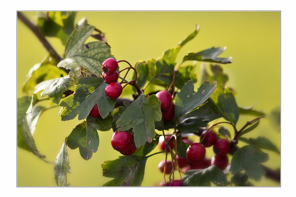 Rote Beeren Foto &amp; Bild | jahreszeiten, herbst, pflanzen Bilder auf ...