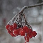 rote-Beeren