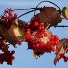 rote Beeren am Strauch