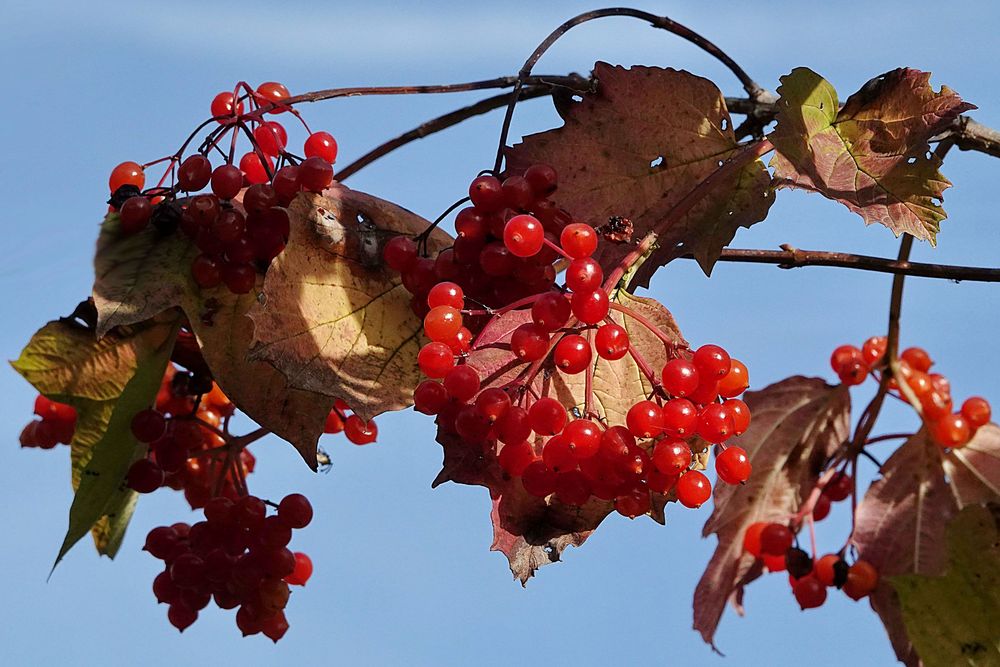 rote Beeren am Strauch Foto & Bild natur, beeren, strauch Bilder auf