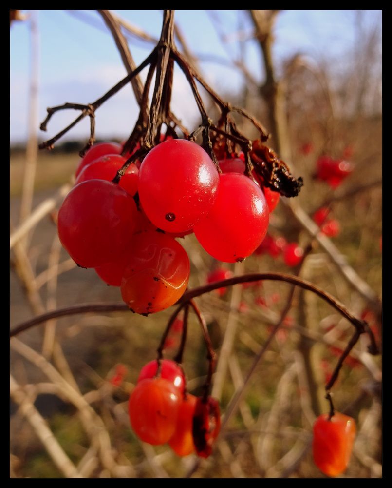 Rote Beeren 