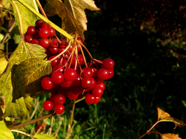 Rote Beeren