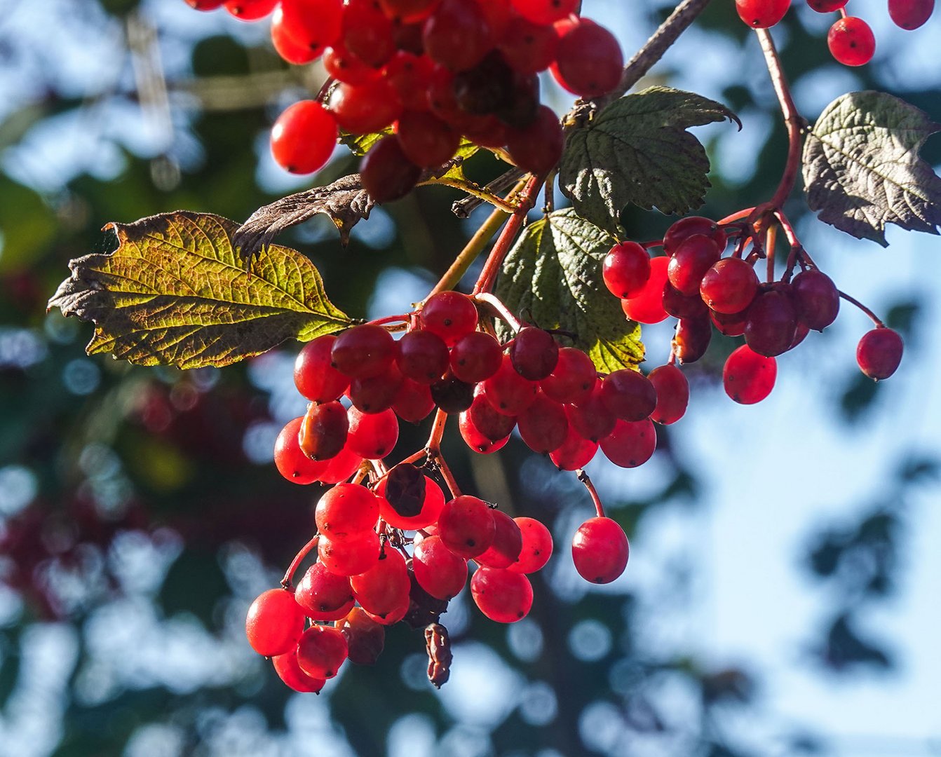 Rote Beeren