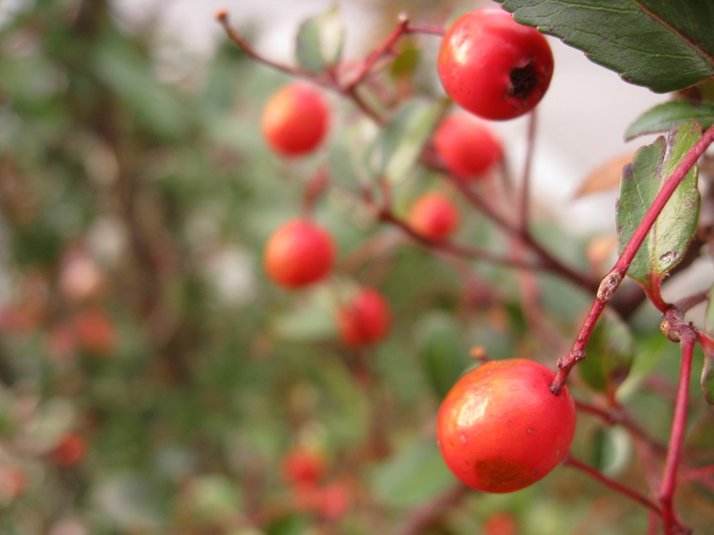 Rote Beeren ...