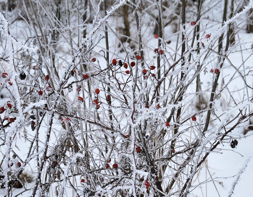 Rote Beeren bei frost