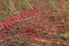 Rote Beeren bei Saarburg