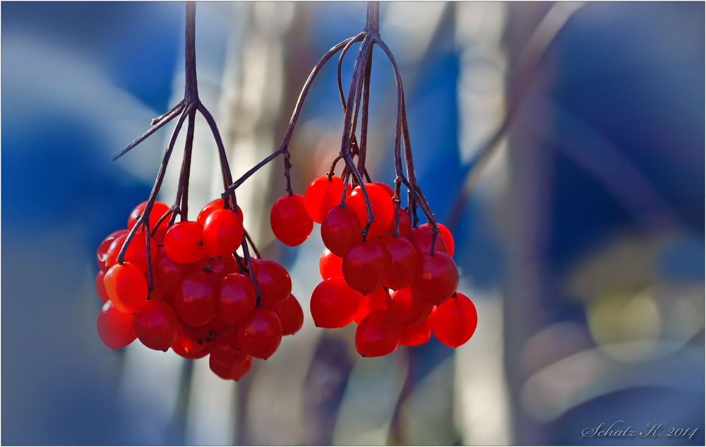 Rote Beeren...