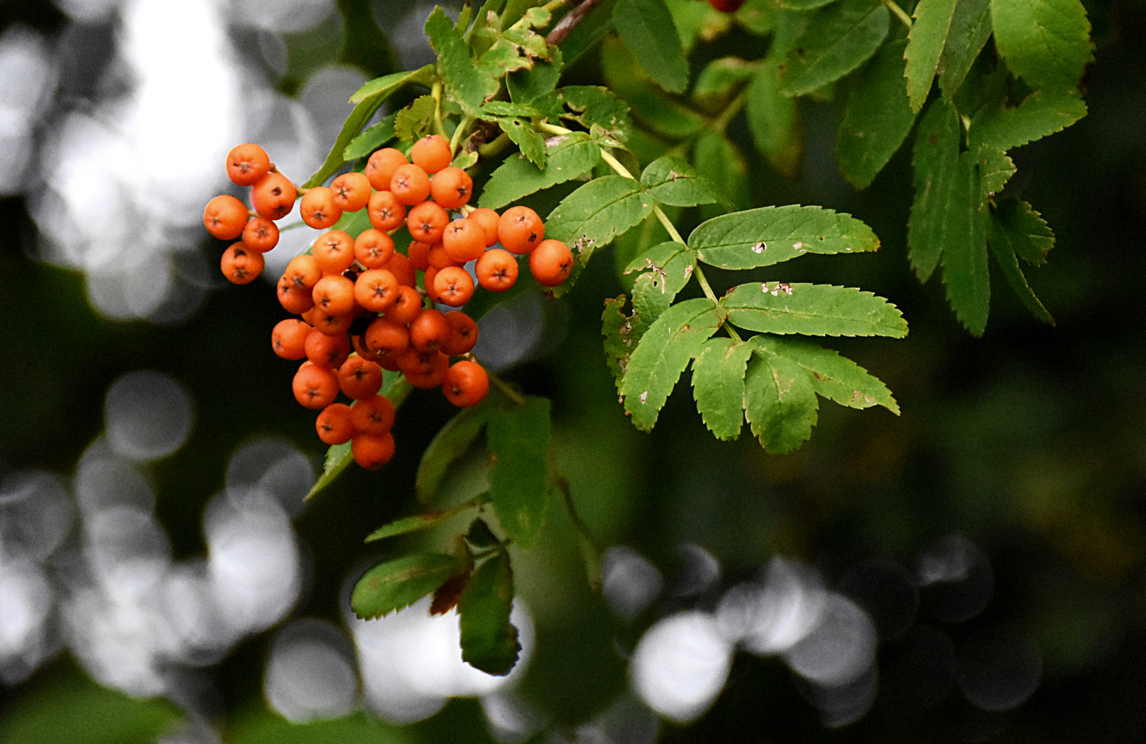 rote Beeren