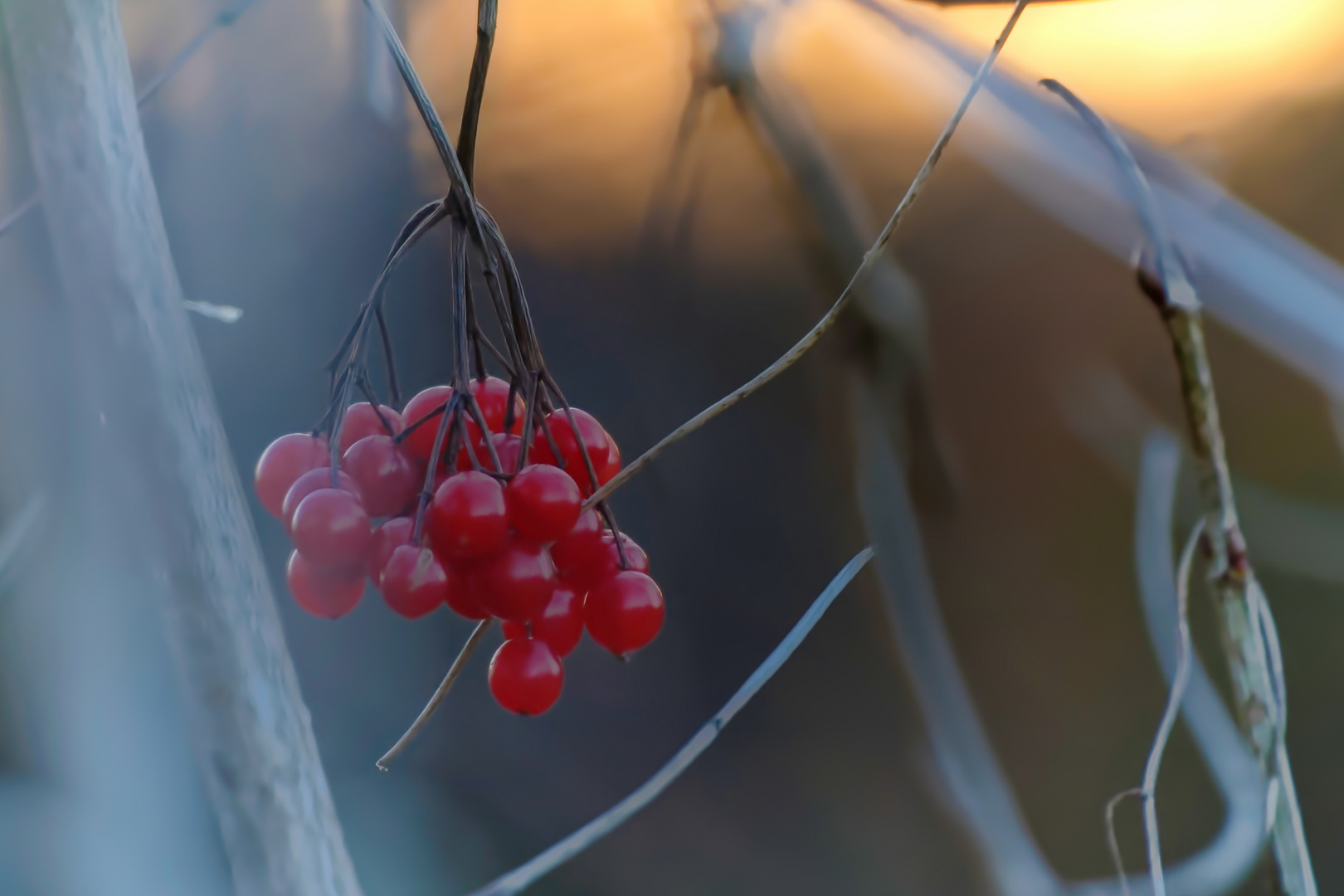 Rote Beeren